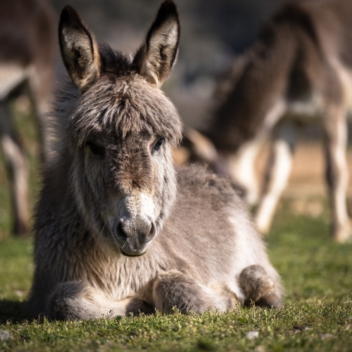 énergétique chinoise pour votre animal